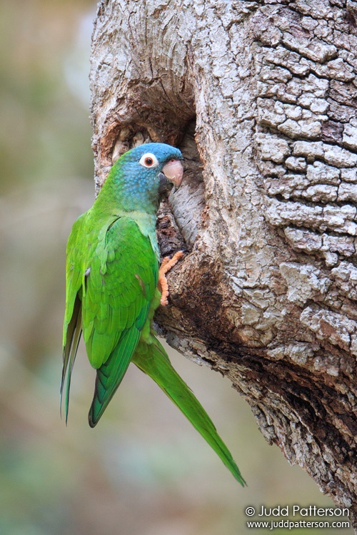 Blue-crowned Parakeet, Topeekeegee Yugnee Park, Broward County, Florida, United States